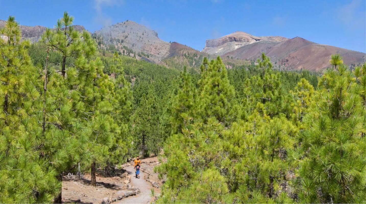 Parque Natural Corona Forestal. Tenerife.